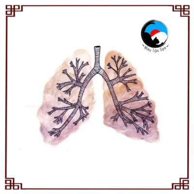 Liệu trình chăm sóc phổi (Ích khí dưỡng Phế) tại Miêu Tộc Spa có gì đặc biệt? Mùa nào cần chăm sóc Phổi nhất? Tại sao mùa Hè lại là mùa vàng để dưỡngPhổi?